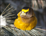 6567 Evening Grosbeak.jpg