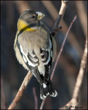 6578 Evening Grosbeak female.jpg