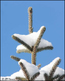6598 Snow.jpg