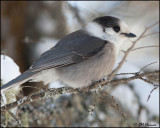 6607 Gray Jay.jpg