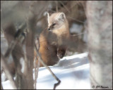 6700n Pine Marten.jpg