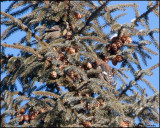 6834 White-winged Crossbills.jpg
