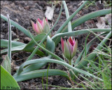 6912 Tulips.jpg