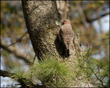 6990 Northern Flicker male.jpg