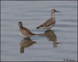 7022 Yellowlegs sp.jpg