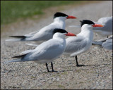 7034 Caspian Terns.jpg