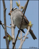 7142 White-crowned Sparrow.jpg