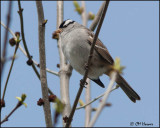 7145 White-crowned Sparrow.jpg