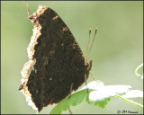 7292 Mourning Cloak.jpg