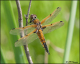 7557 Four-spotted Skimmer.jpg