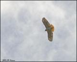 9610 Red-tailed Hawk.jpg