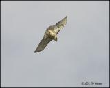 9613 Red-tailed Hawk.jpg