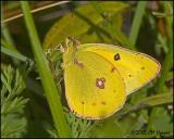 9619 Orange Sulphur.jpg