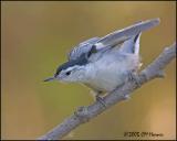 9652 White-breasted Nuthatch.jpg