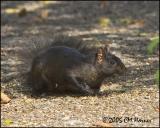 9676 Gray Squirrel black morph.jpg