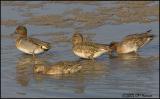 9775 Green-winged Teal two pair.jpg