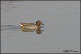 9808 Green-winged Teal.jpg