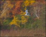 9848 Ring-billed Gull autum colour.jpg