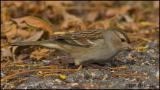 9904 White-crowned Sparrow juvenile.jpg