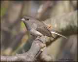 9936 Dark-eyed Junco slate-colored female.jpg