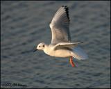 0247 Bonapartes Gull adult.jpg