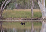 Black swan P1000665