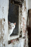 Farm Cat