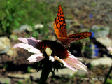 Cone Flower & Butterfly