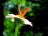 Cone Flower & Butterfly
