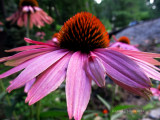 Hearty Cone Flowers.
