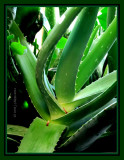 Burn plant ~ Aloe