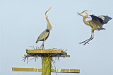 20110327 GBH Platform Buiding   _9645.jpg