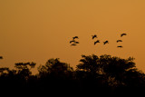 20110403 Black bellied Whistling Duck  0582