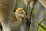 20110405 Sandhill Crane Chick 0490