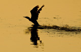  Cormorant Takeoff  _3810