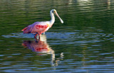 20110605 R Spoonbill   _3894