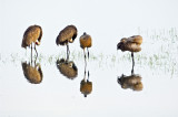 20110627 Sandhill Crane Preening before takeoff _4974