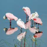 20110712 Spoonbill Circle   _6187