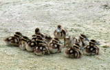 20110726 BBWD Chicks  _6815