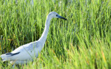 Day 34April 22 Little Blue Heron Im   _8028.jpg