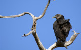 Day 35 April 23  Black Vulture   _8068.jpg