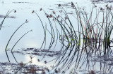 Day 70 20120528 Bulrush  Reflected  _1841.jpg