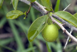 Day 82 20120609 Hog Plum  _0017.jpg