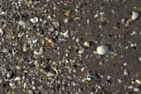 Day 84 20120611 Natures Chaos  _3119.jpg