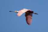 Day 86 20120613 Spoonbill   _3273.jpg