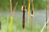 Day 88 20120615 Cattail   _3426.jpg