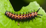 Gulf Fritillary Larvae  _5538.jpg