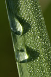 Dew Drops on Irid Leaf   _5825.jpg