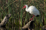 20120702 White Ibis in Breeding Colors   _4555.jpg