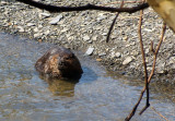 Beaver NY